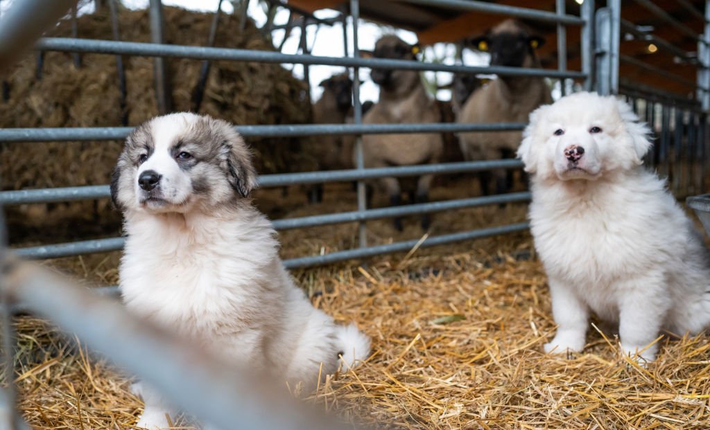 Deux chiots sur de la paille. | source : Getty Images
