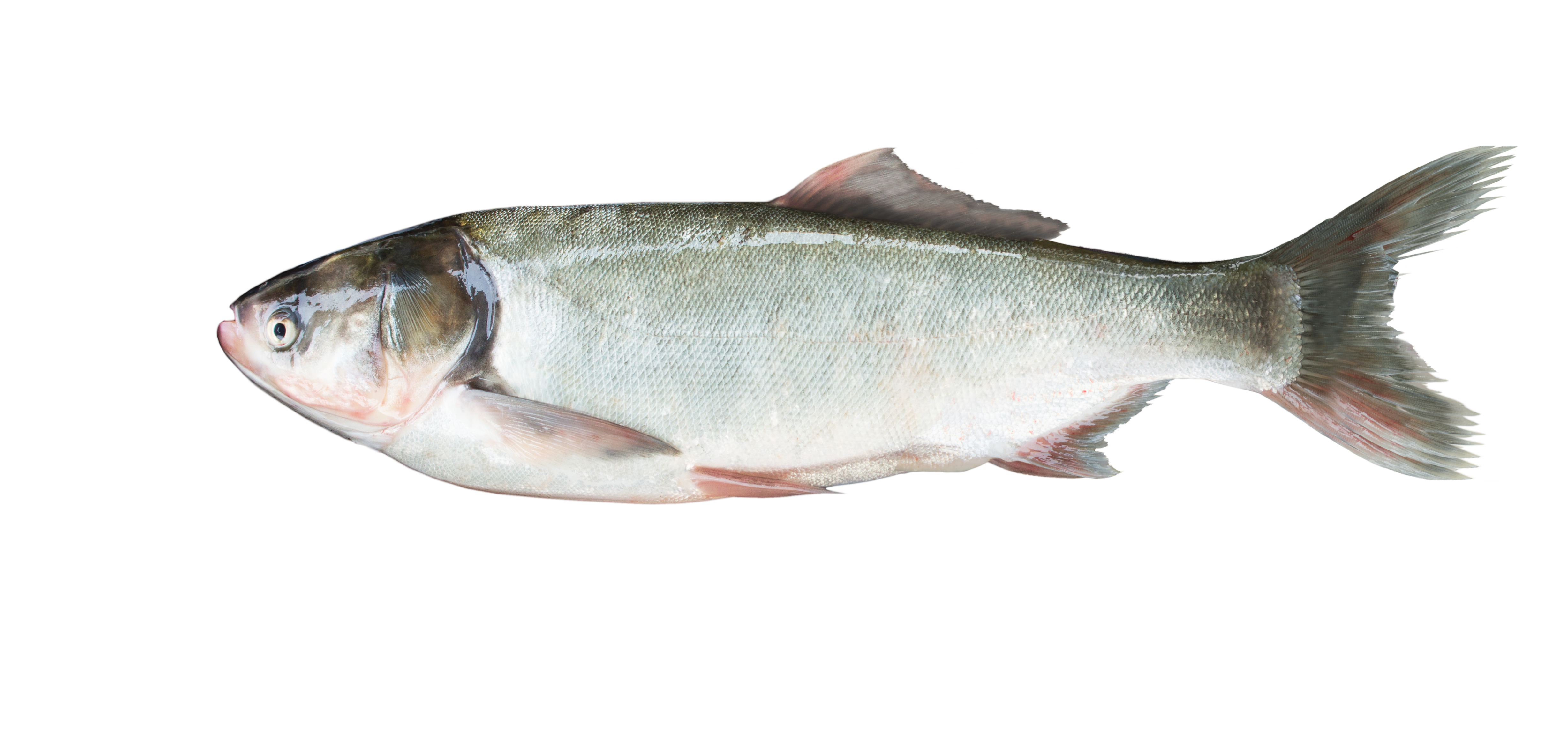 A silver carp on a white background | Source: Shutterstock