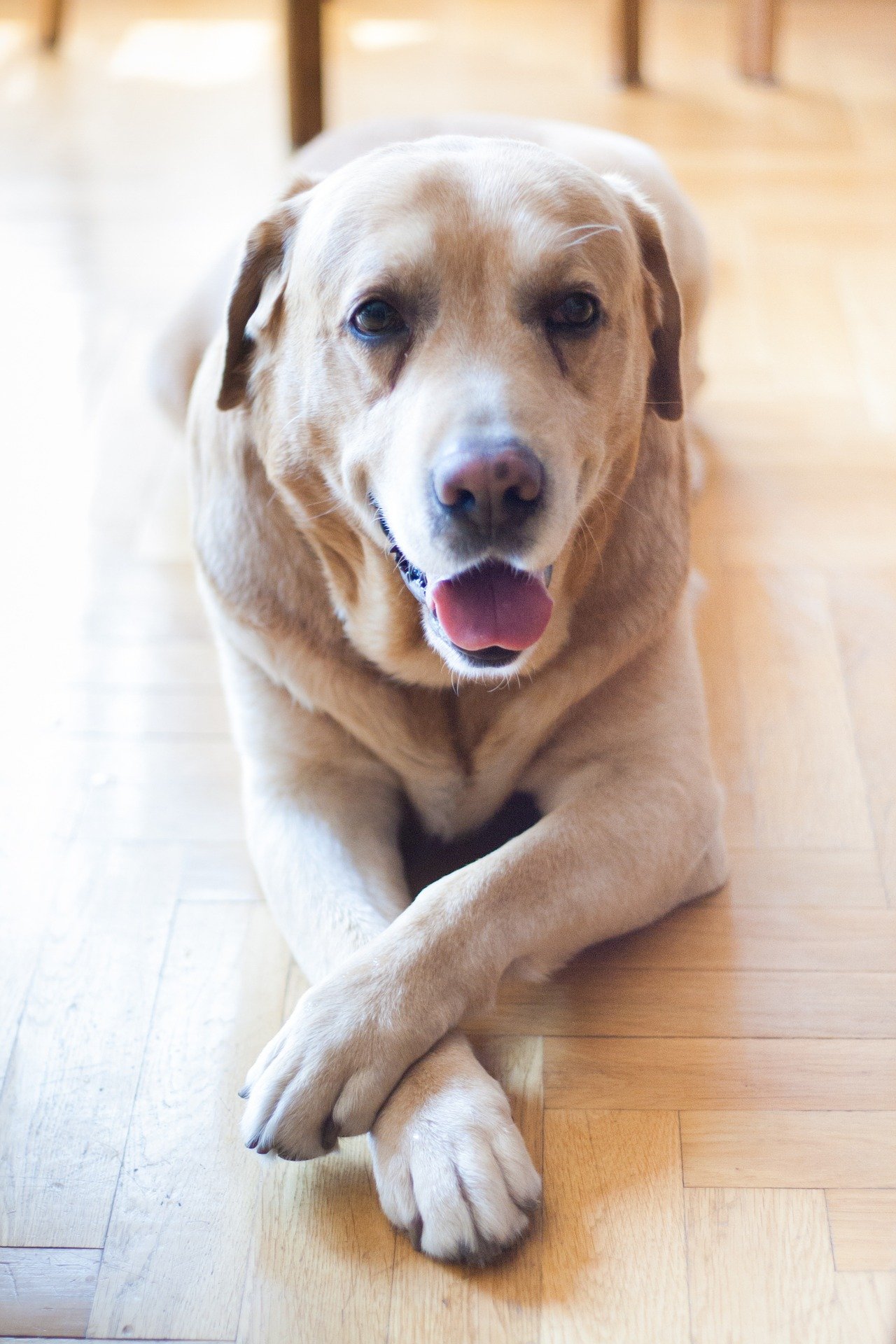 Labrador mirando inteligentemente a la cámara. | Imagen: Pixabay