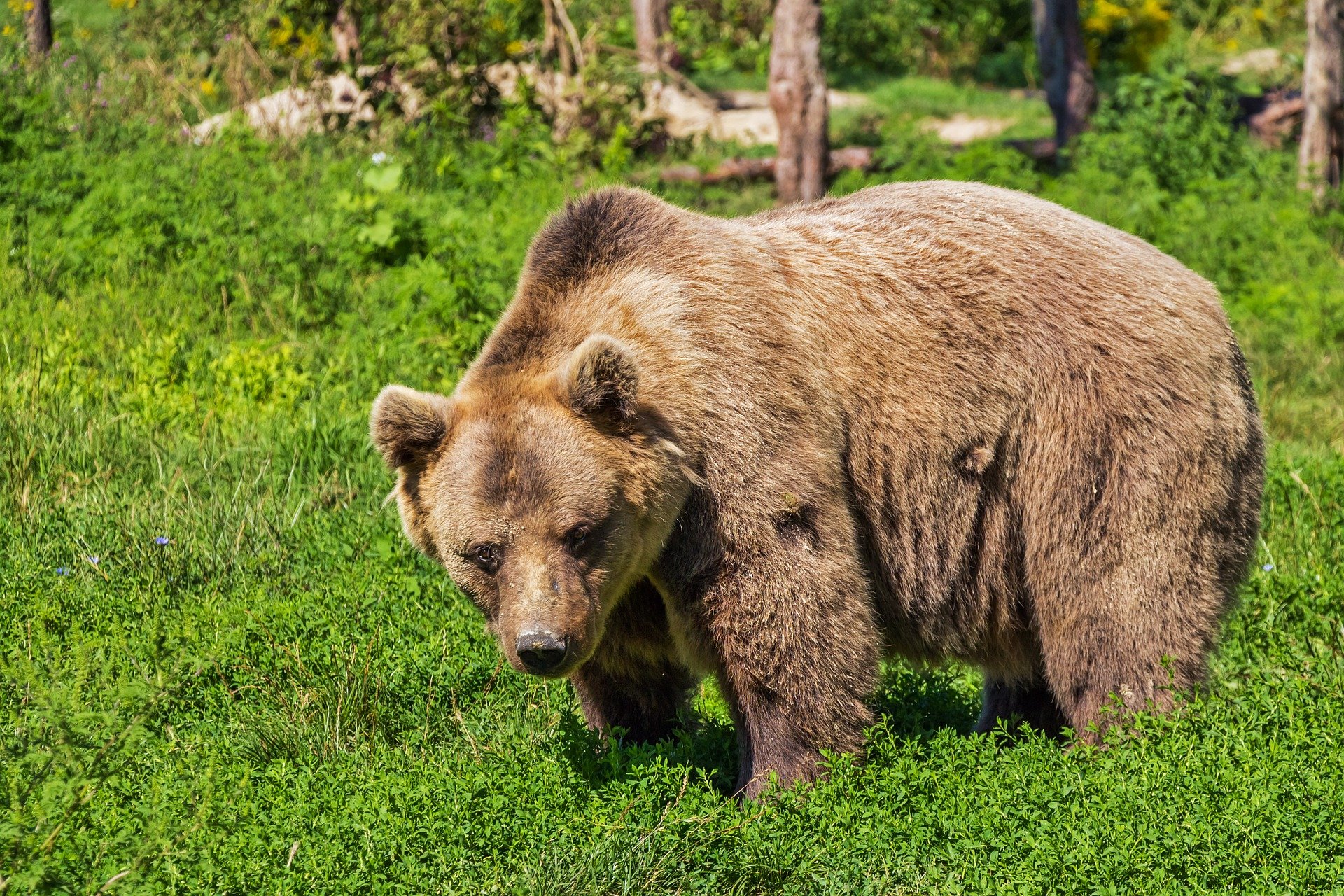 Grizzly bear | Source: Pixabay 