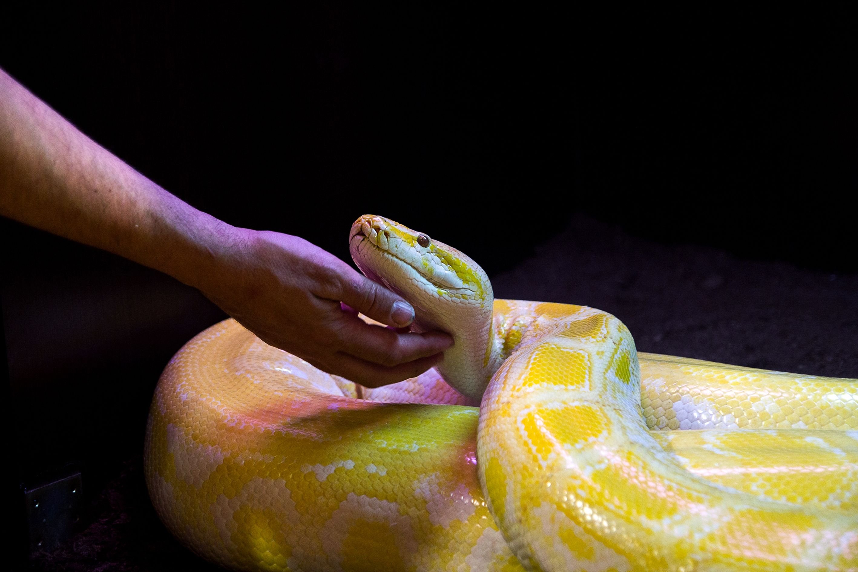 An albino Burmese Python. | Source: Shutterstock 