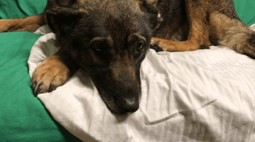 Rain tomando un descanso. Fuente: YouTube / Hope For Paws - Official Rescue Channel Rain tomando un descanso. Fuente: YouTube / Hope For Paws - Official Rescue Channel