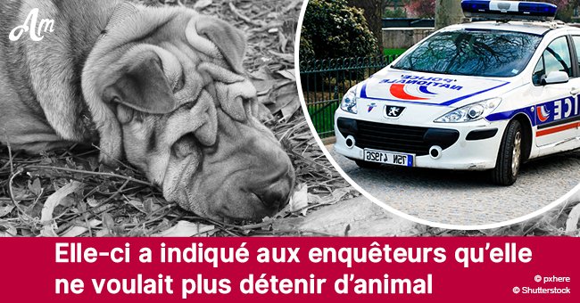 Dans le Tarn-et-Garonne, un chien est mort dans la forêt, attaché à un arbre: Le propriétaire sera jugé en juin