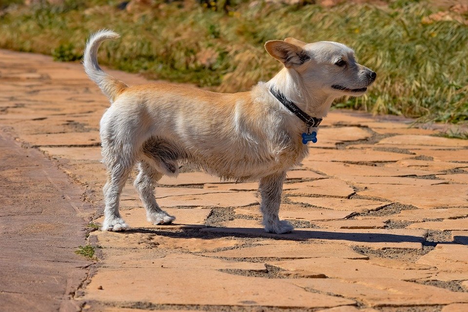 A photo of a disabled dog. | Photo: Pixabay