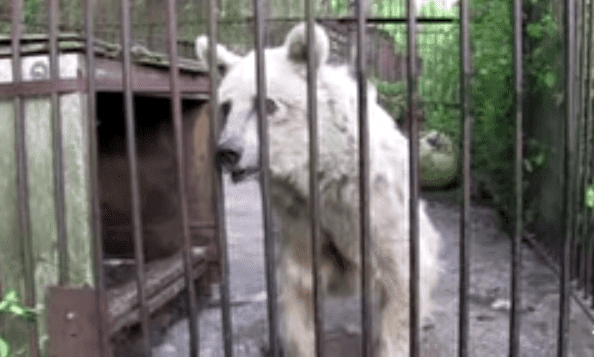 Imagen tomada de: Youtube/PETA (People for the Ethical Treatment of Animals) Imagen tomada de: Youtube/PETA (People for the Ethical Treatment of Animals)