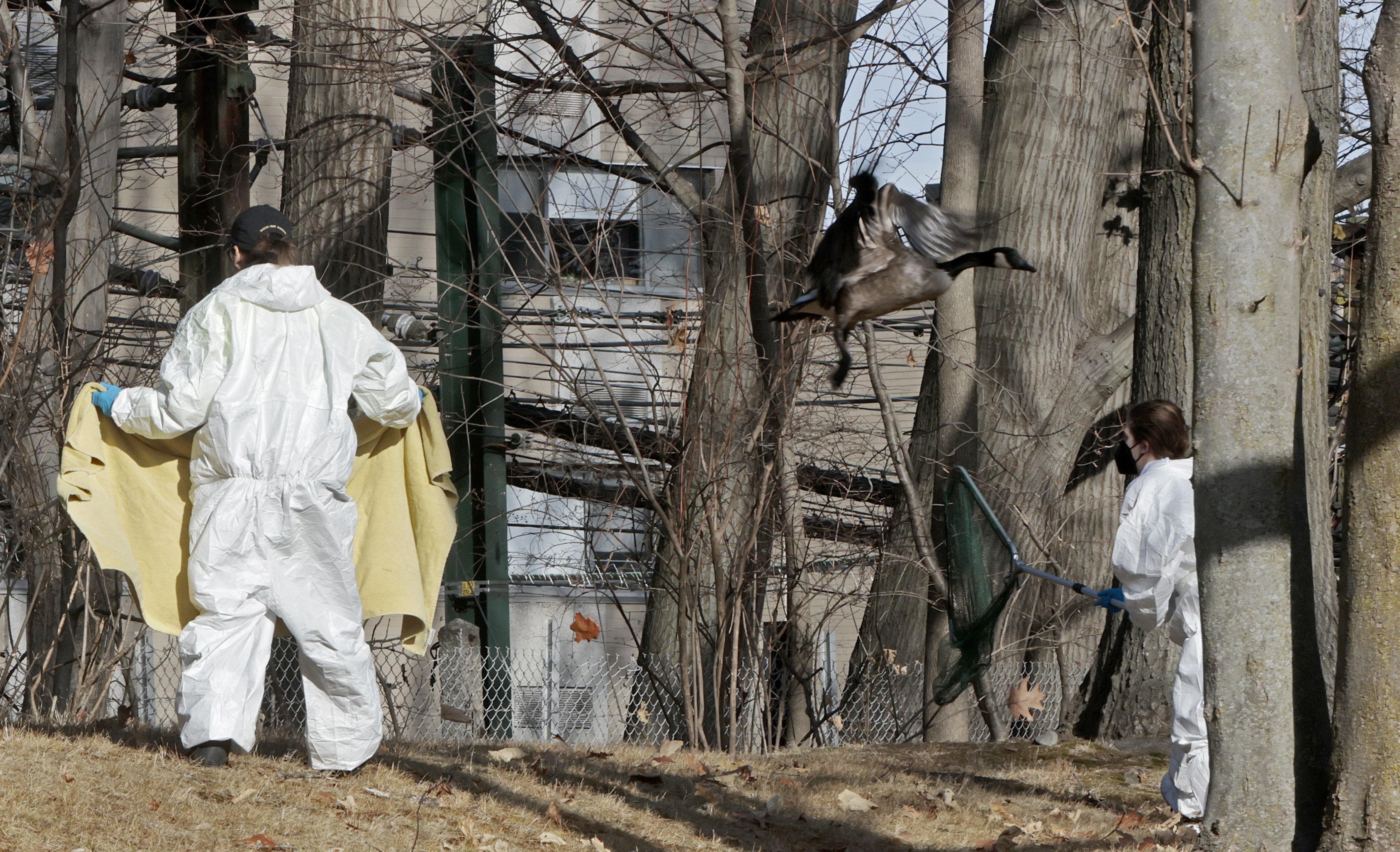 New England Wildlife Center staff rescuing birds affected by an oil spill in Brookline, Massachusetts on December 9, 2024 | Source: Getty Images