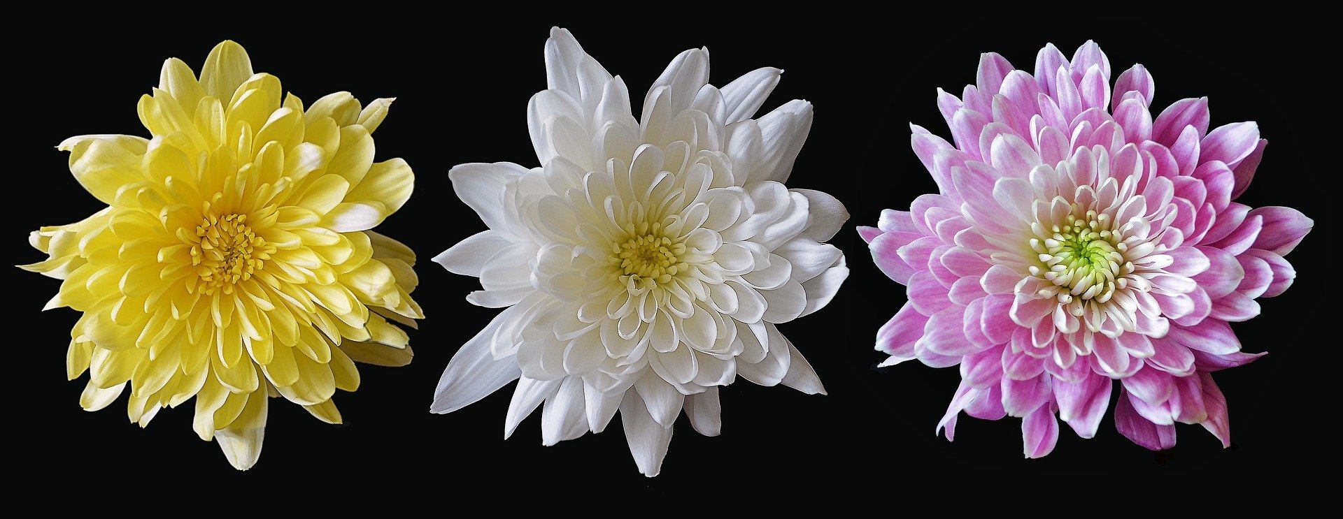 A yellow, white, and pink chrysanthemum | Photo: Pixabay/A Quinn