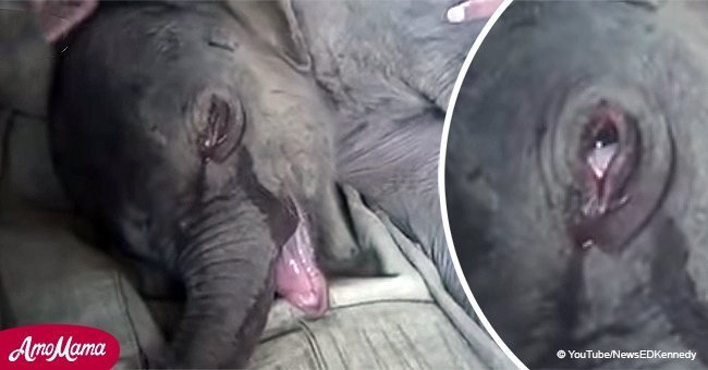 La triste histoire d'un bébé éléphant qui pleurait après que sa mère l'ait cruellement rejeté