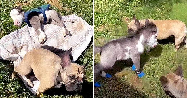 19-lb Mini Horse Befriended 3 French Bulldogs after Being Abandoned by  Mother