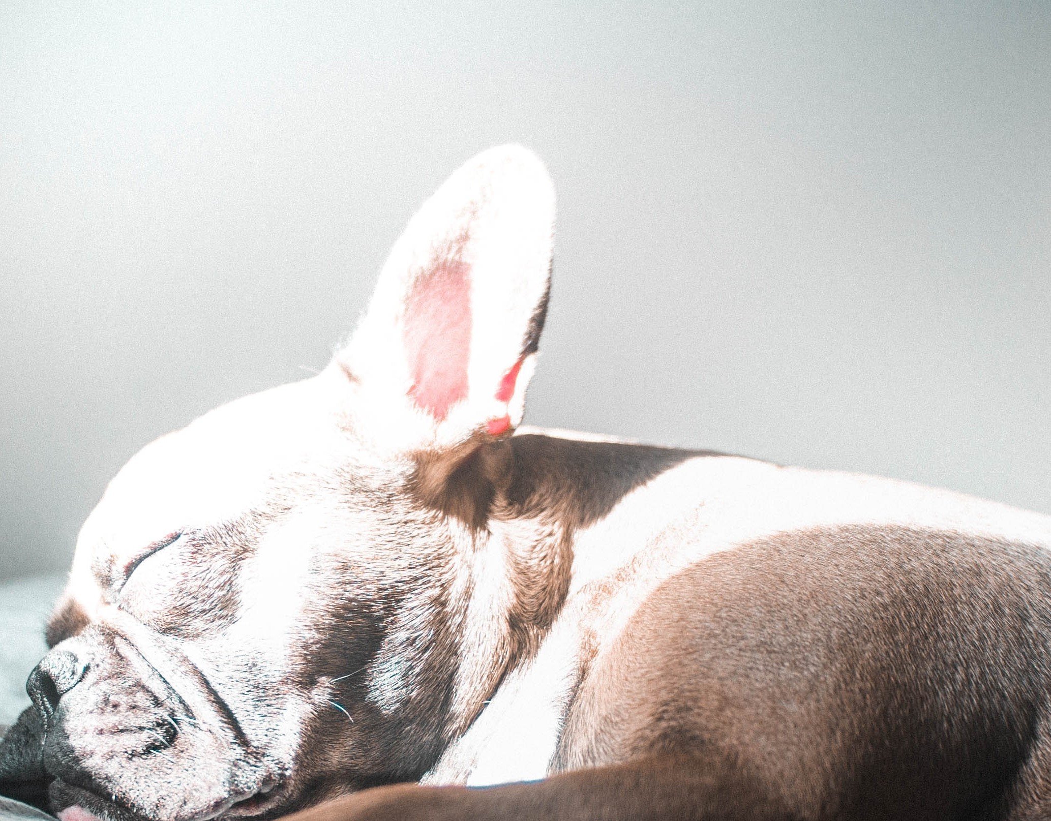 The Burts assumed their Frenchie would be fine in her carrier | Photo: Pexels