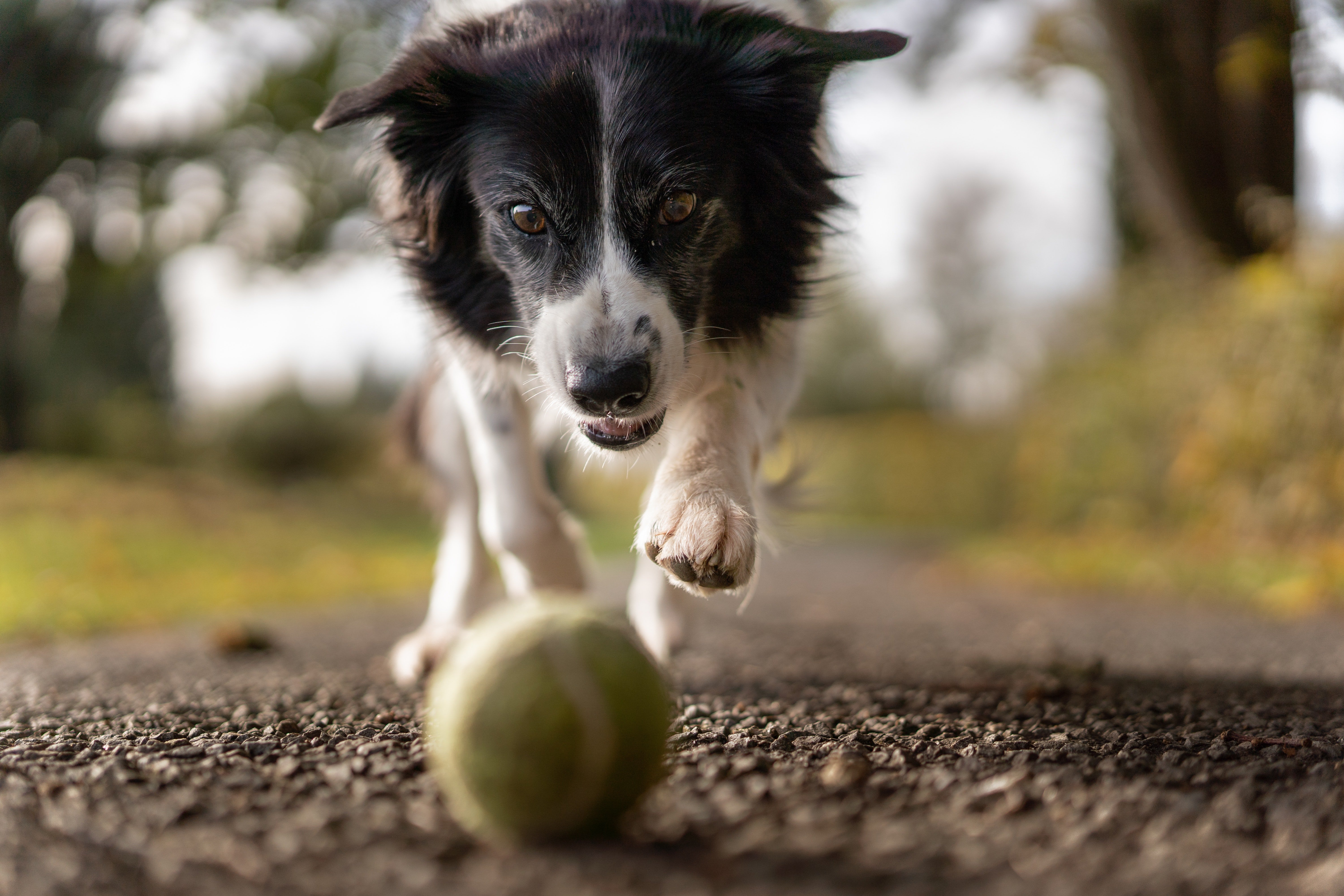 A dog chasing a ball down the road. | Source: Pexels/ Aloïs Moubax