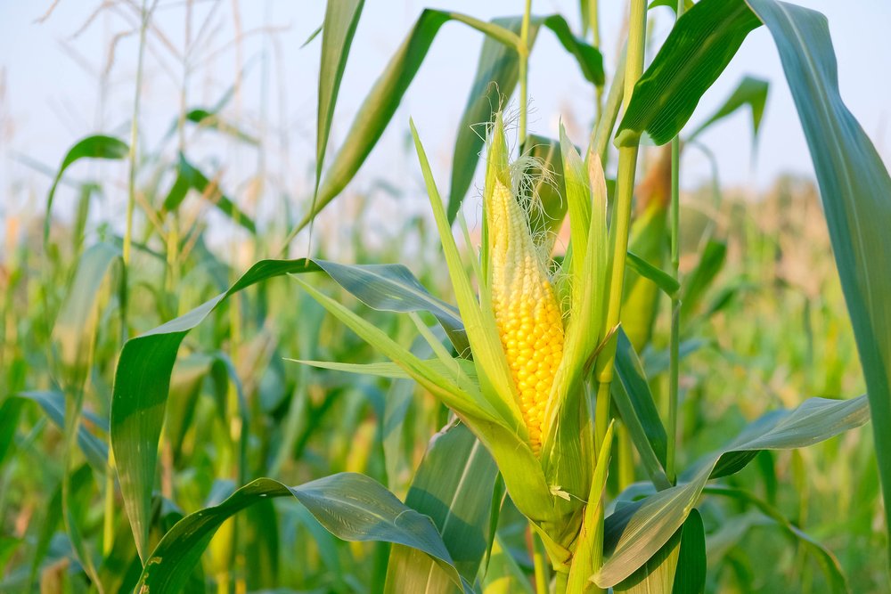 A photo of a corn farm | Photo: Shutterstock