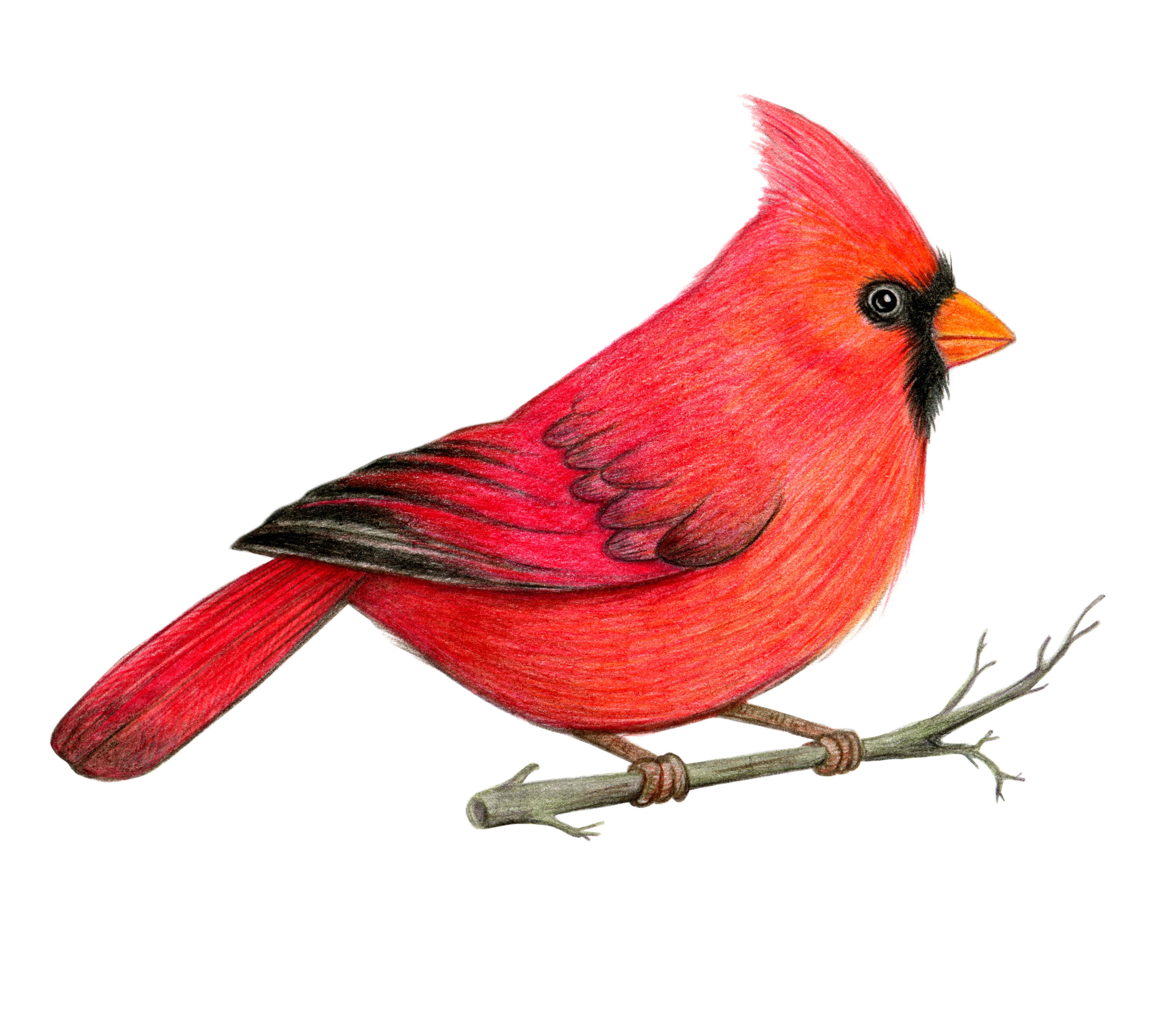 Red cardinal bird hand drawn illustration. Northern cardinal bird. Colored pencil drawing. Color sketch. Colorful illustration | Source: Getty Images