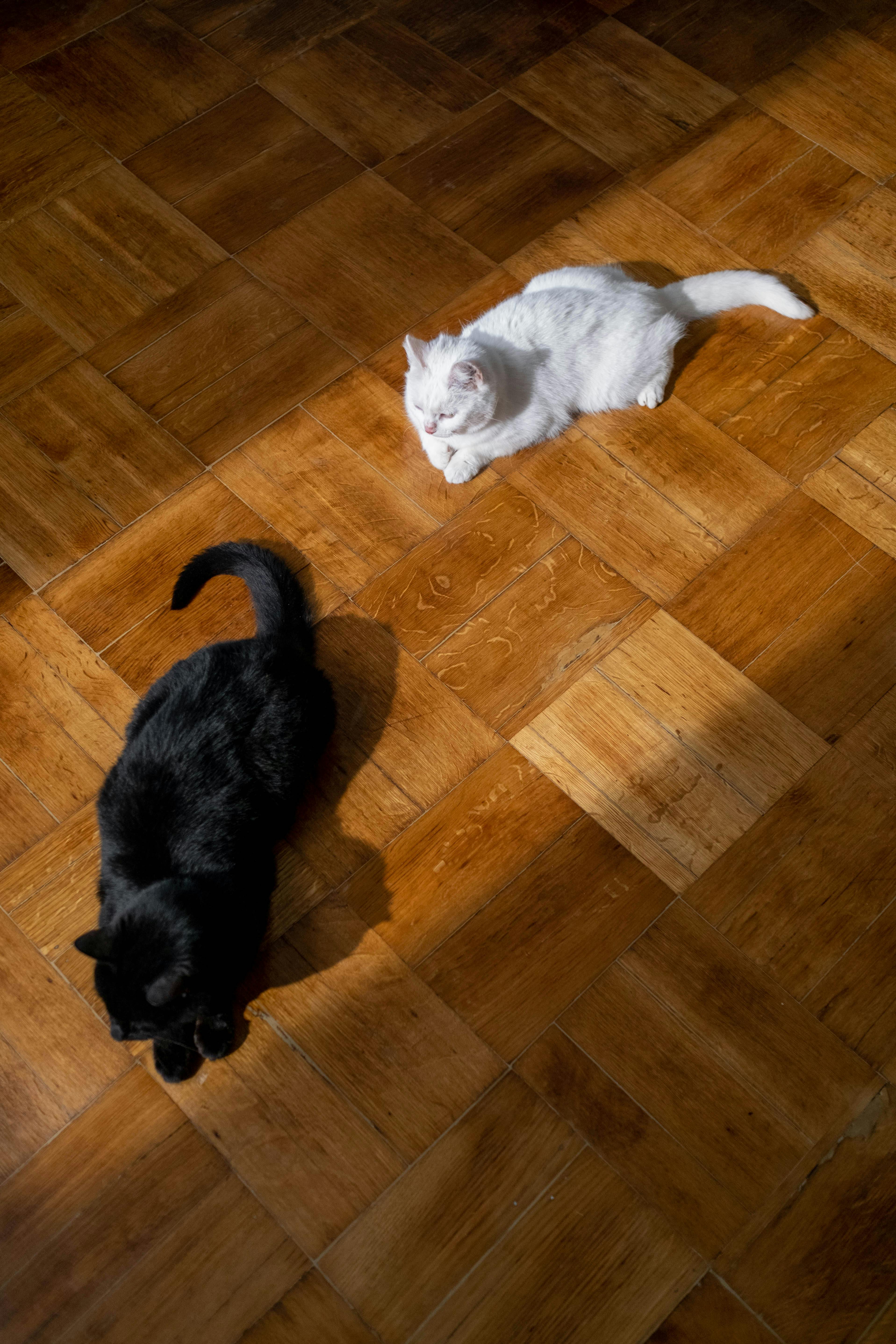 Black and white cats on the floor | Source: Pexels