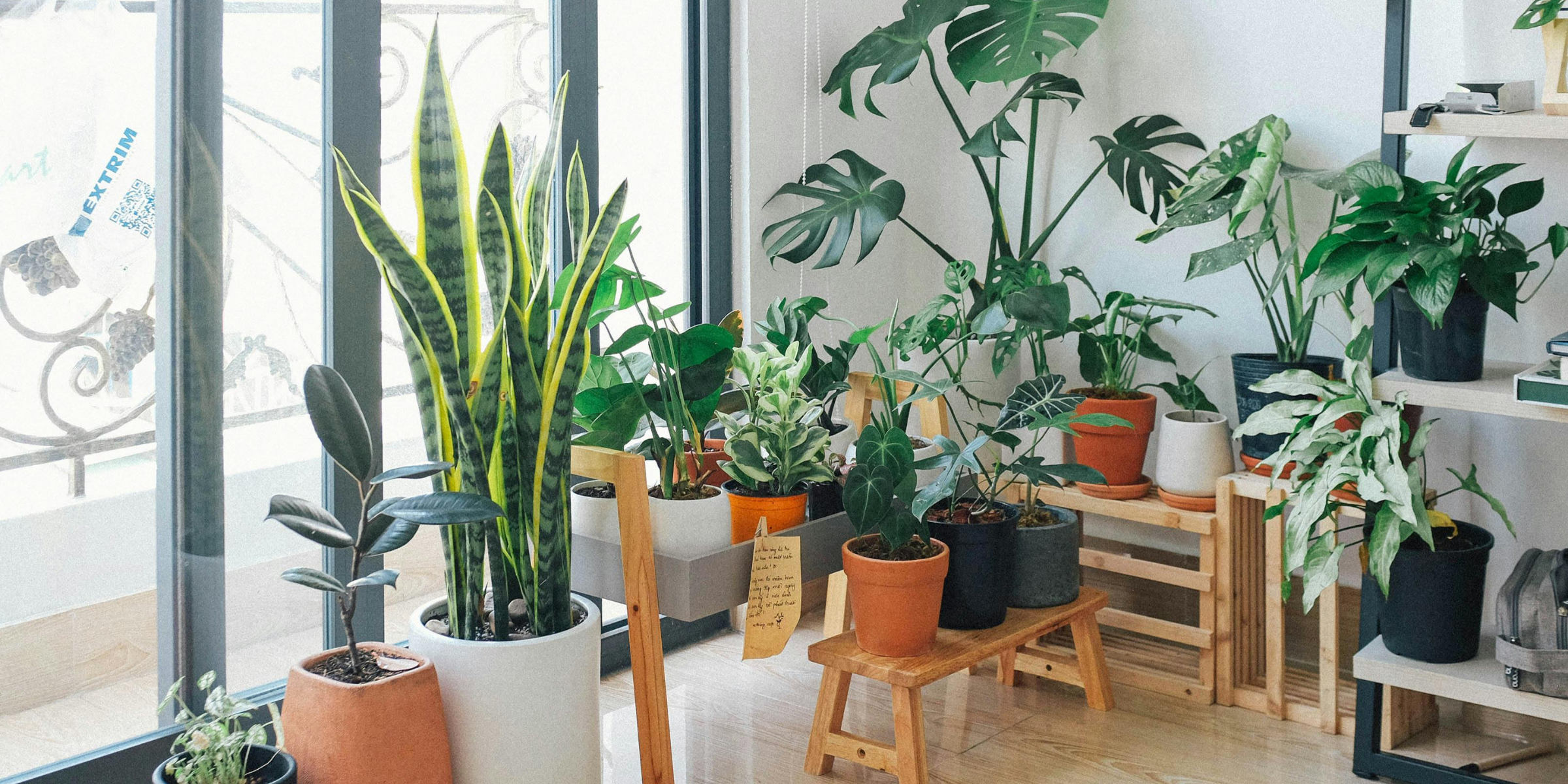 Indoor plants | Source: Pexels