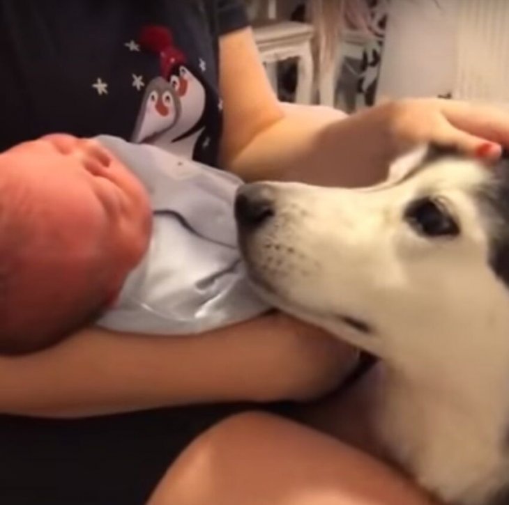 Foto tomada de: YouTube/Animalkind