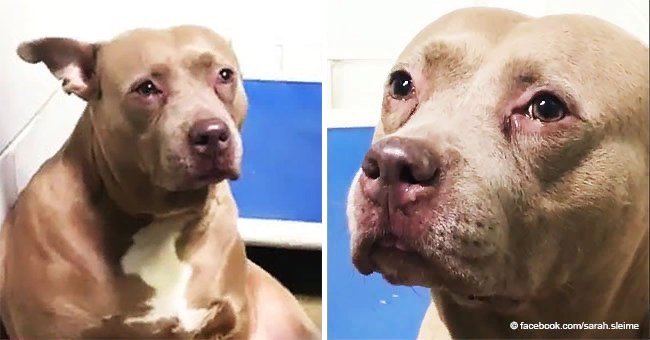 Sad pit bull can't stop crying at shelter after being used for breeding and then dumped