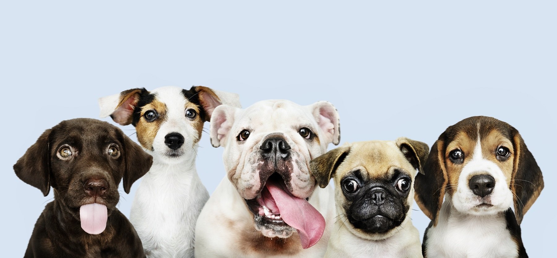 Grupo de perros de distintas razas. | Foto: Freepik