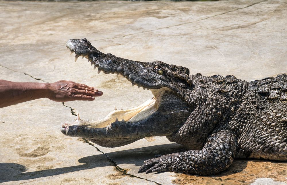 A hand entering a crocodile's mouth. | Source: Shutterstock