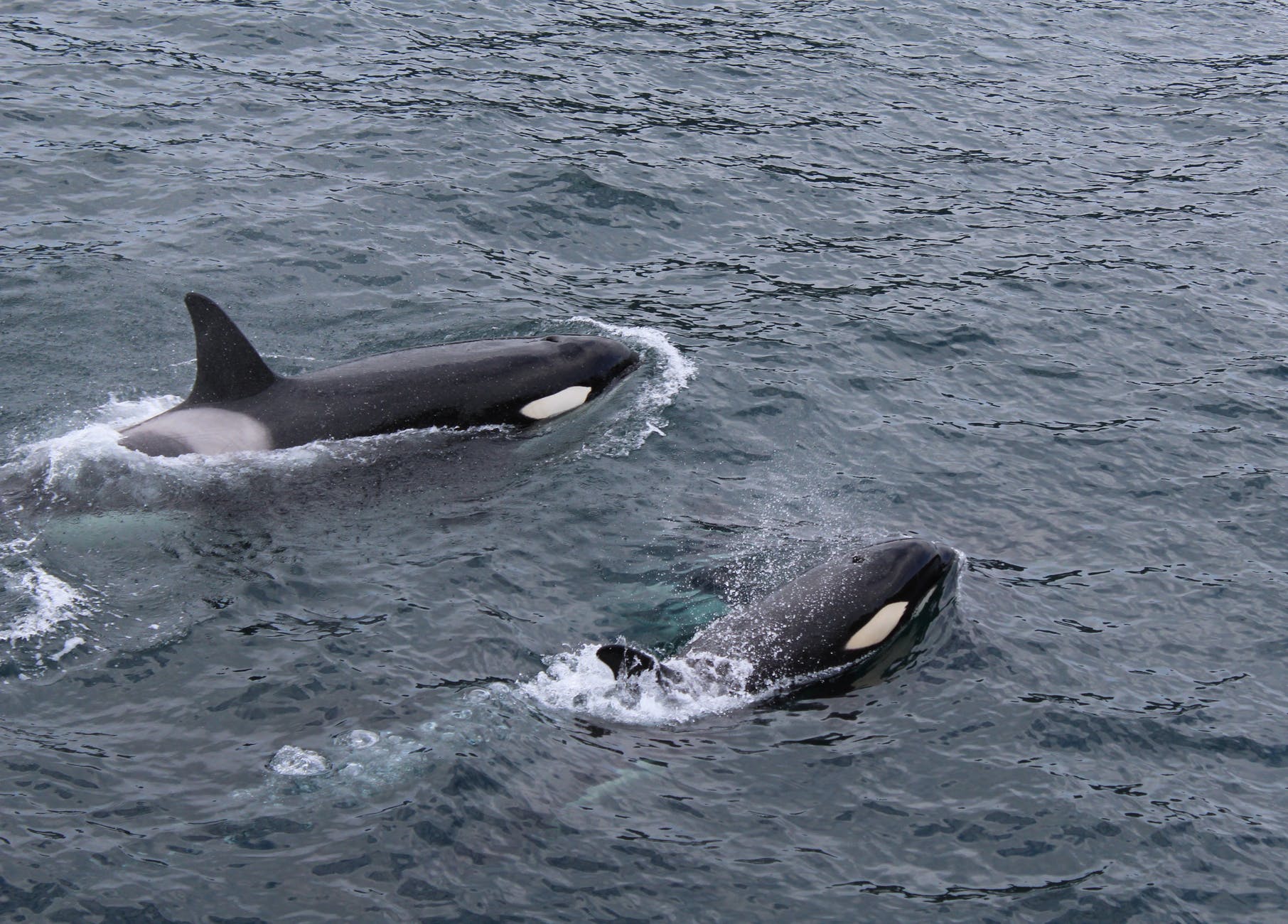 Two whales swimming together | Photo: Pexels