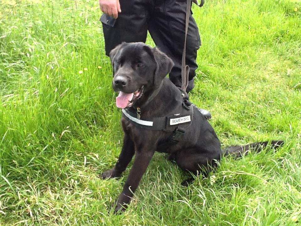 Perro de búsqueda junto a oficial de policía. | Imagen: Flickr Perro de búsqueda junto a oficial de policía. | Imagen: Flickr