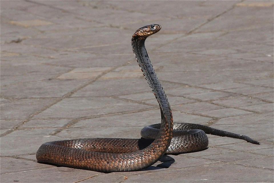Serpiente capturada por la cámara en una calle. | Foto: Pixabay