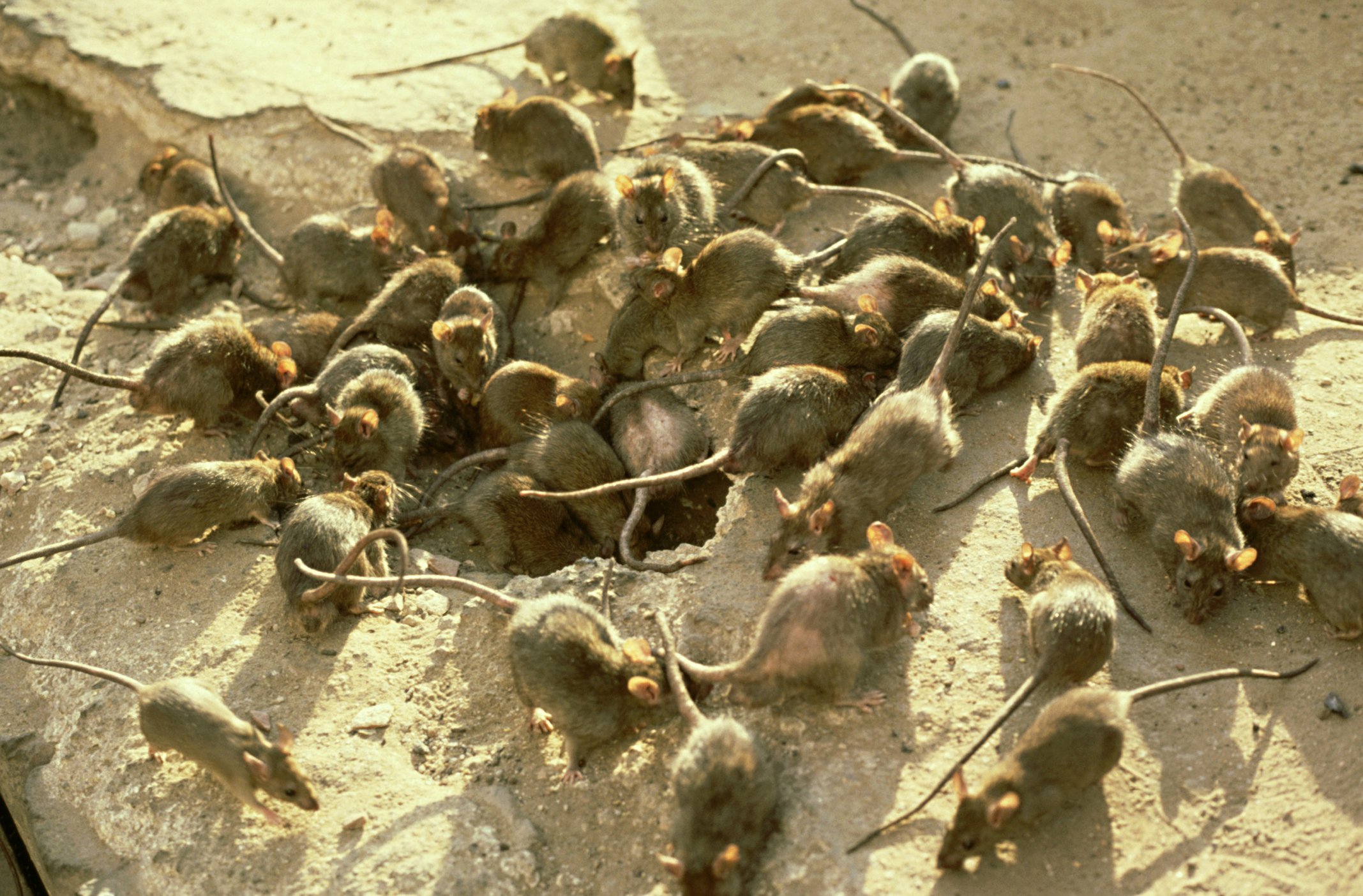 Plusieurs dizaines de rats. | Photo : Pïxabay