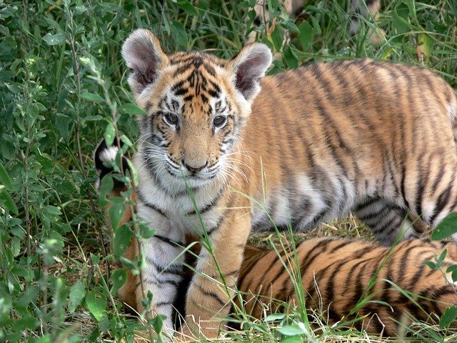 Cachorros de tigre. | Foto: Pixabay
