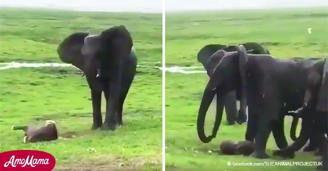 Elephant mom gave birth and herd had adorable group reaction to welcome the baby	