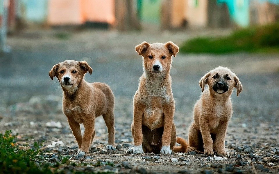 Drei Straßenhunde | Quelle: Pixabay