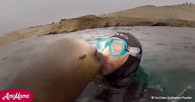 Sea lion quickly chose a 'victim' among divers and did something unexpected