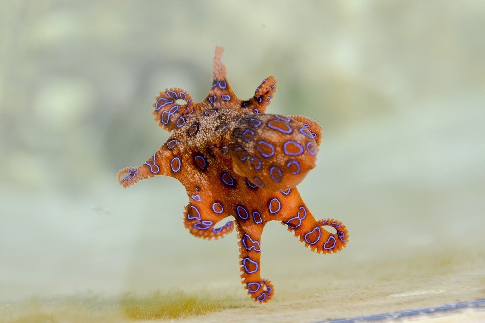 Giftiger Blaukehlkopf-Oktopus - Foto: Pixabay