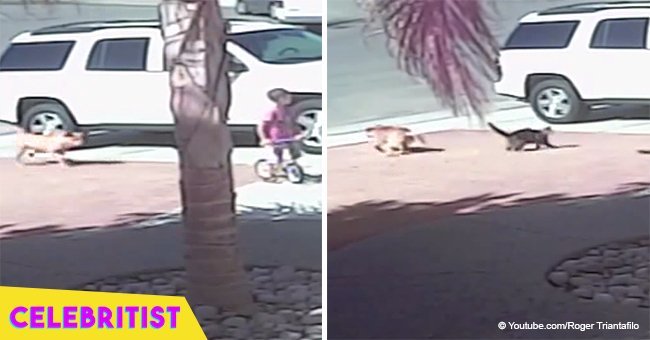 Family сat saves boy from dog attack with flying 'karate kick' in viral video