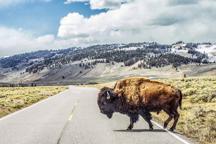 A photo of the American bison or simply bison, also commonly known as the American buffalo or simply buffalo. | Photo: Getty Images