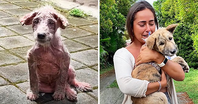 Stray dog is found on the street | Photo: Facebook/The Dodo