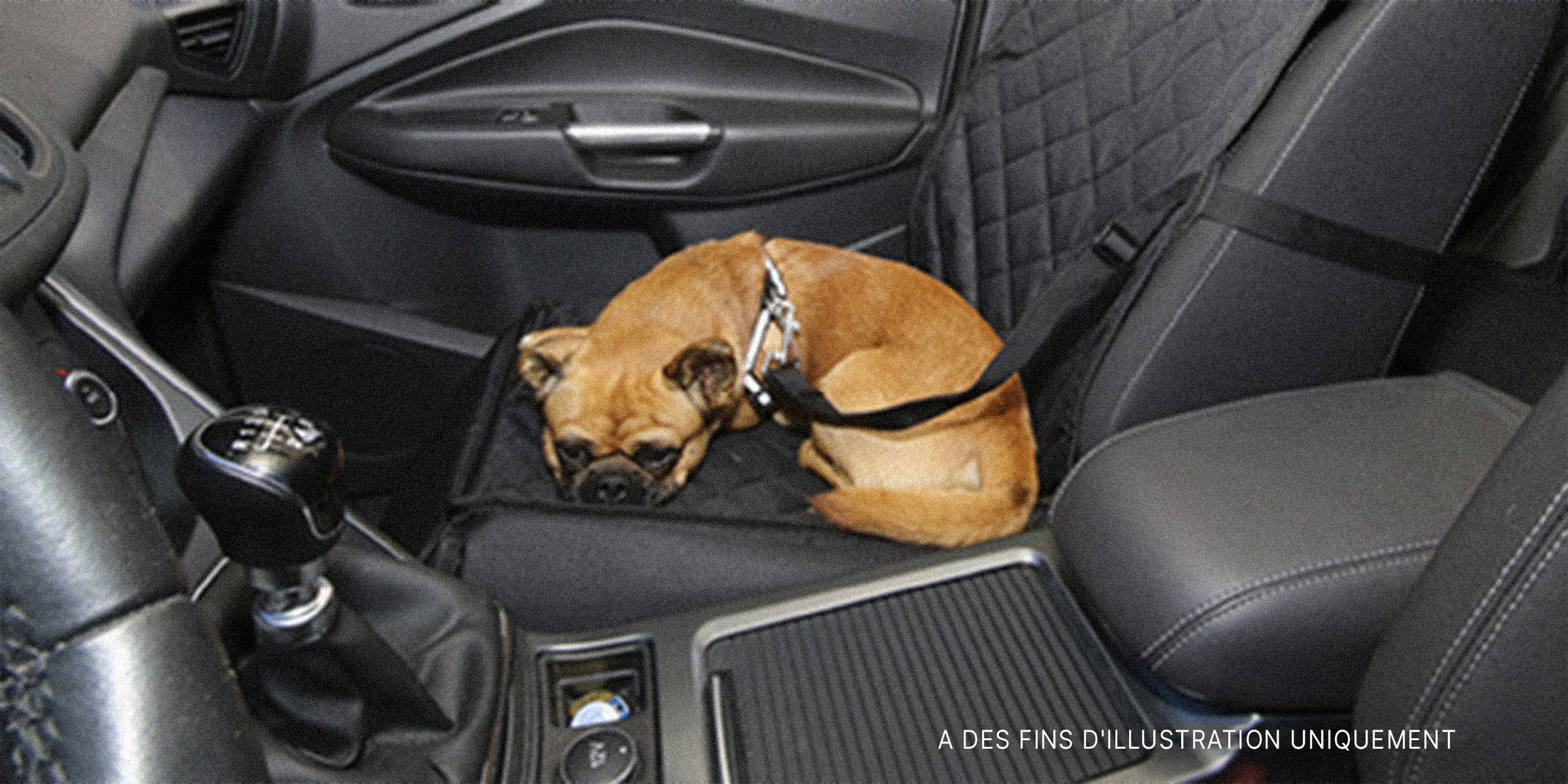 Un chien assis dans une voiture | Source : Flickr/Seattle Parks & Recreation (CC BY 2.0)