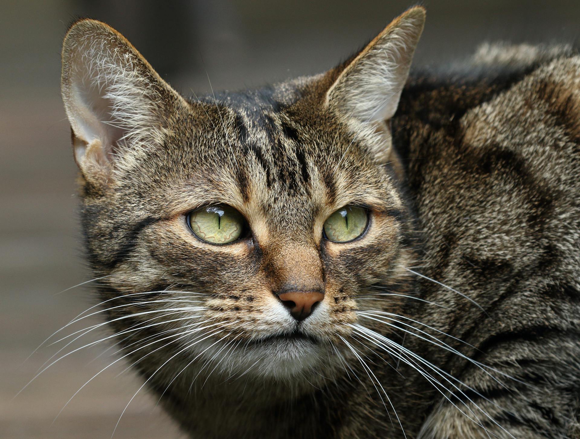 A close-up shot of a cat | Source: Pexels