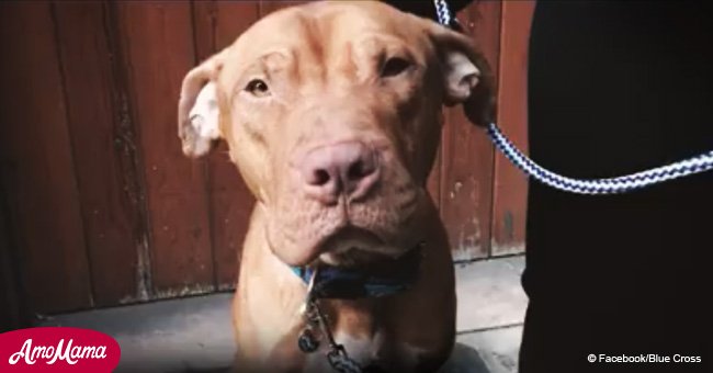 Animal charity forced to put down pit bull because it looked 'dangerous'