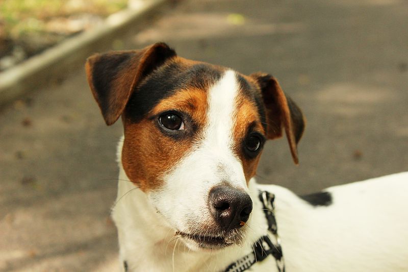 Jack Russell Terrier posando. | Imagen: Wikimedia Commons Jack Russell Terrier posando. | Imagen: Wikimedia Commons