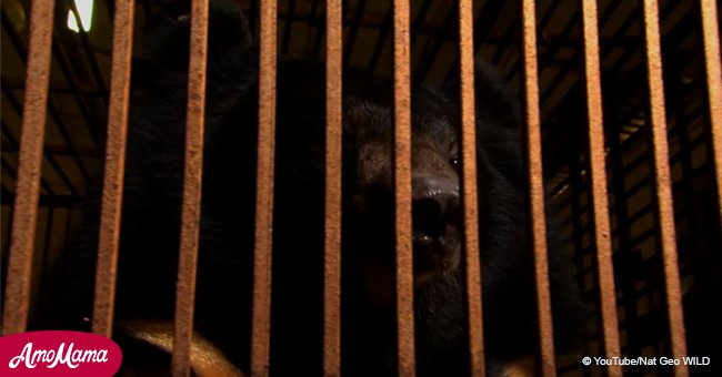Bär wurde nach jahrelanger Folter in einer Bärengallenfarm gerettet. So genießt er sein Leben nun