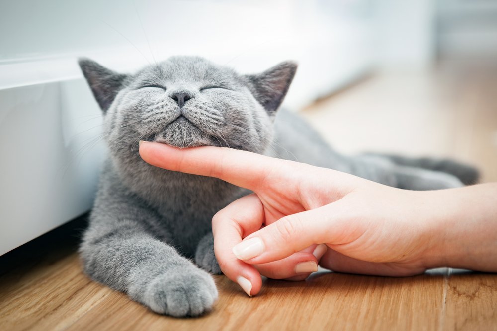 Un heureux chaton qui aime être caressé par la main de sa propriétaire. | Shutterstock Un heureux chaton qui aime être caressé par la main de sa propriétaire. | Shutterstock