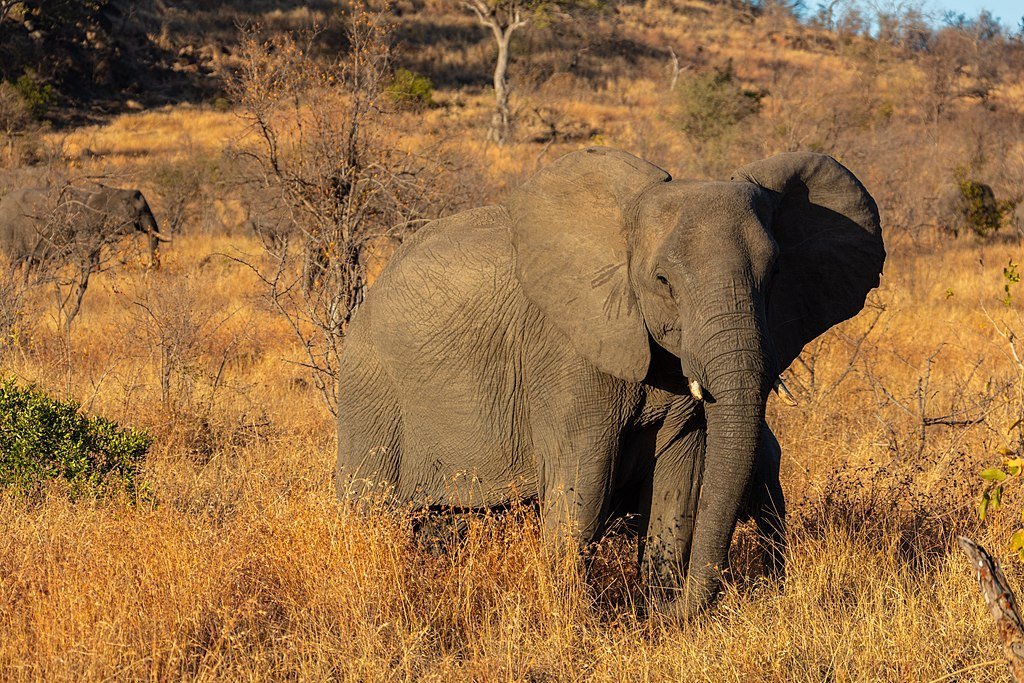 Elefante caminando por la sabana. | Imagen: Wikipedia