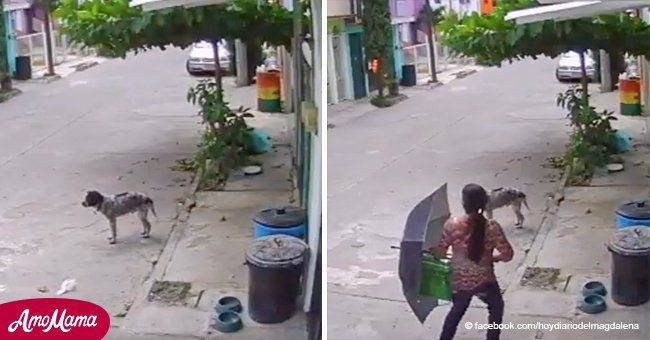 Ruthless woman sees street dog's food bowls and makes a disgusting decision (video)