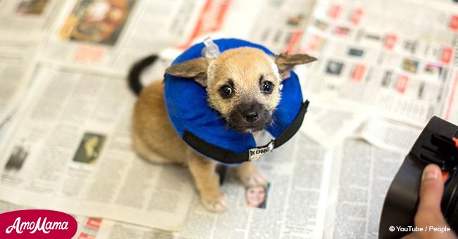 Tiny puppy saved from a terrible death after being tied to a tree with chemical burns