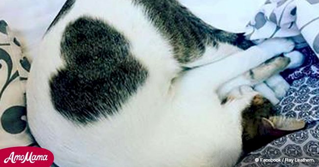 Former stray cat can show his love to new owner just by curling up