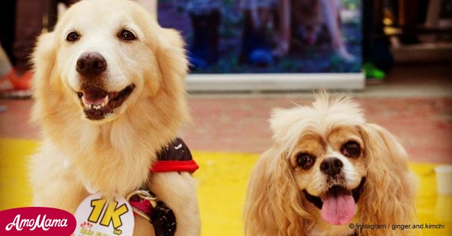 Blind dog has a personal guide dog that takes him around