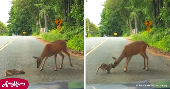 Mama deer's brave rescue of terrified fawn from middle of the road caught on camera