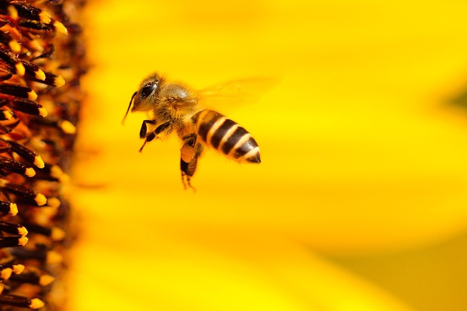 Una abeja. | Imagen: Pixabay