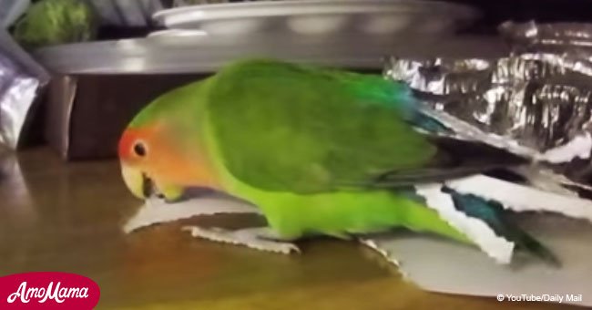 Clever little parrot made his own 'peacock costume' from scraps of paper