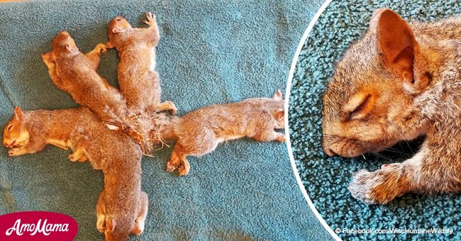 Baby squirrels rescued after being found with their tails tied together